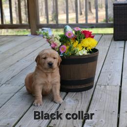 Black collar - Dark golden male Golden Retriever puppy in Cartersville, Georgia from Lakeside Golden Retrievers