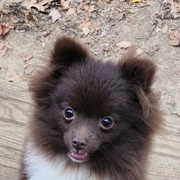 Pomeranian Puppies from Tanner's Majestix Kennels