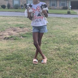 Shih Tzu Puppies from Lady Class Kennel