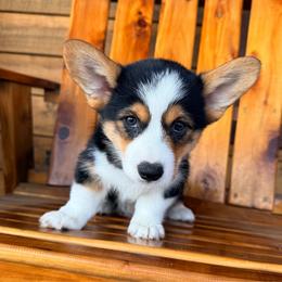 Kip - Black and tan male Pembroke Welsh Corgi puppy in El Dorado Springs, Missouri from Trixie Dixie