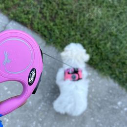 Shih Tzu Puppies from Prescious Shih Tzu’s