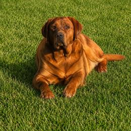 Ruby - Labrador Retriever