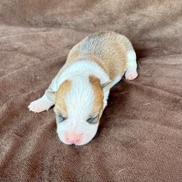 Hannah - Red and white female American Corgi puppy in Stillwater, Oklahoma from Steele Family Farms