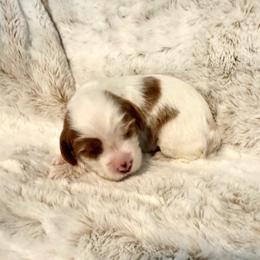Girl 2 Nova - Red female Cavapoo puppy in Bountiful, Utah from PJs Puppy Love