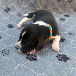 Buck - Blue ticked and tan male Bluetick Coonhound puppy in Mount Pleasant, Texas from Harmons Hounds