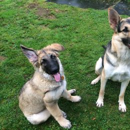 "Dam with her son." Shiloh Shepherd Puppies from Solace Shilohs