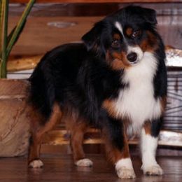 Aussiedoodle, Miniature Australian Shepherd, and Toy Australian Shepherd All Grown Up from Lindsey’s Aussies