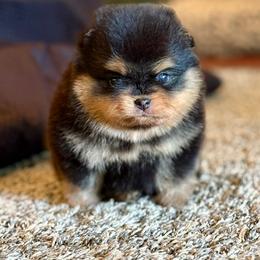 Fred - Black and tan male Pomeranian puppy in Willis, Texas from Treasured Jewels Pomeranians
