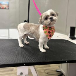 A’Kae - Shih Tzu