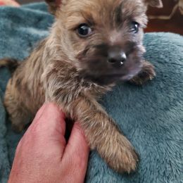 Cairn Terrier Puppies from Ferguson's Cairn Terriers