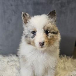Peanut - Blue merle white and tan female Shetland Sheepdog puppy in Leesburg, Ohio from Fawn Lane Shetland Sheepdogs