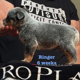 Ringer - Blue speckled male Australian Cattle Dog puppy in Sanger, Texas from Straight Arrow Australian Cattle Dogs