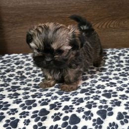Boy 3 - Gold male Shih Tzu puppy in Meadows Of Dan, Virginia from Walt’s Shih Tzus