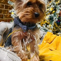 Kye - Yorkshire Terrier