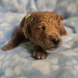 HONEY - Apricot male Goldendoodle puppy in Harris County, Texas from Cute & Curly Doodles