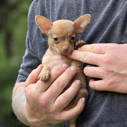 Lilly - Chocolate and tan female Chihuahua puppy in East Camden, Arkansas from RoyAl