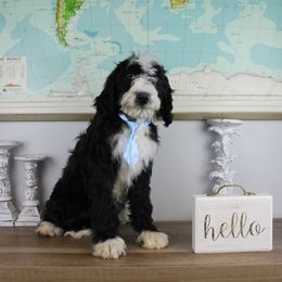 Boy 8 - Black and white Bernedoodle puppy in Riverdale, Utah from La Di Da Doodles