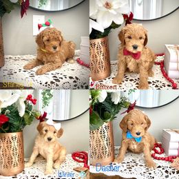 Goldendoodle Puppies from Doodle Love ❤️ Goldendoodle puppies