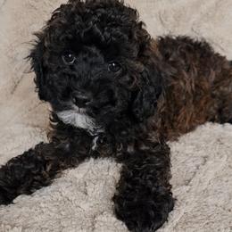 Green boy - Sable and white male Cockapoo puppy in Bedford, Pennsylvania from Brooke Carlson