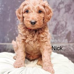 Nick - Red  male Goldendoodle puppy in Pasco, Washington from Camp Doodle Woods