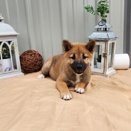 Zion - Red male Shiba Inu puppy in Illinois from Precious-Puppies