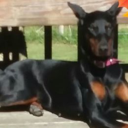 Doberman Pinschers from Kris's Dobermans