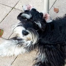 Miniature Schnauzers from Sultan's Schnauzers