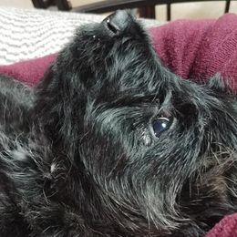 Scottish Terrier Puppies from Glendarra Scottish Terriers