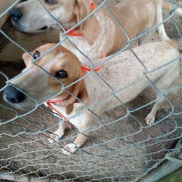 Gracie - American English Coonhound
