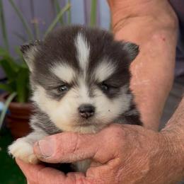 Garnet - Black and white male Pomsky puppy in Spring Hill, Florida from PDQ Pomskies