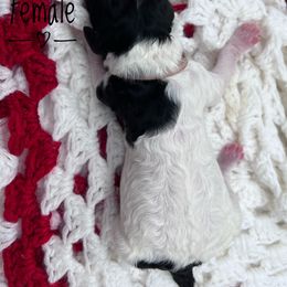 Goldendoodle and Poodle Puppies from Trammell’s Southern Pups