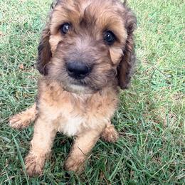 Gourd-y with training - Sable male Cockapoo puppy in Boonville, North Carolina from Doods & Dolls