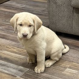 Teal collar - Champagne female Dilute Retriever puppy in Teton County, Montana from East Front Labradors & Treasure State Schnauzers