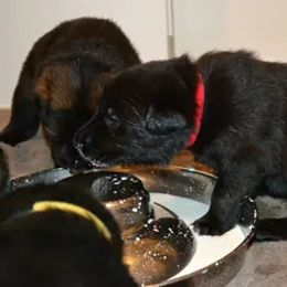 German Shepherd Puppies from Rodina Straze German Shepherds