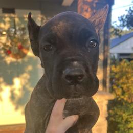 Pink Collar - Black brindle female Cane Corso puppy in Kingsport, Tennessee from Gray Cane Corsos