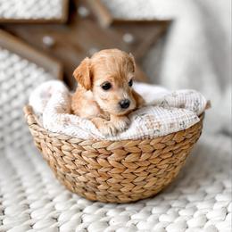 Hazelnut - Apricot female Goldendoodle puppy in Springville, Utah from Happy Doodle