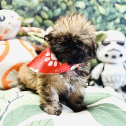 Paploo - Sable male Shih Tzu puppy in Mesa, Arizona from House of Zen Shihtzus