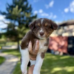 Boy 1- Turquoise collar "Pepper" - male Australian Shepherd puppy in Washington from LIT Aussies