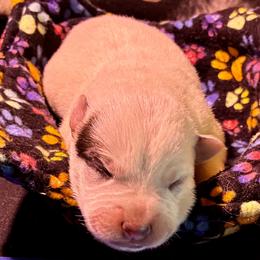 L66-05 - Red speckled male Australian Cattle Dog puppy in Sheridan, Oregon from 6pk Cattledogs