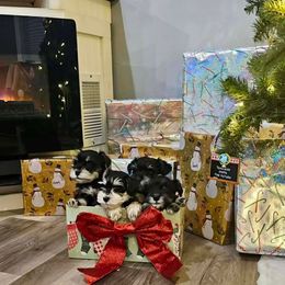 Miniature Schnauzer puppies from Crafton Schnauzers