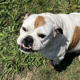 Bulldogs from Angela's Kennel