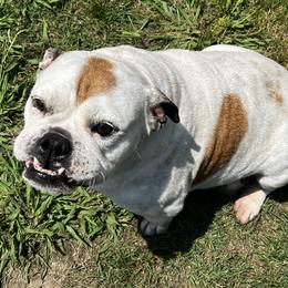 Bulldogs from Angela's Kennel