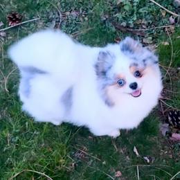 Diamond - Pomeranian