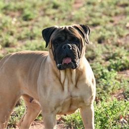 Dragon - Bullmastiff