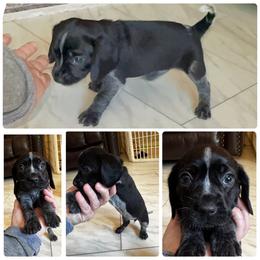 Ms Green - Black tan and bluetick female Beagle puppy in Viper, Kentucky from Mountain Top