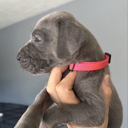Bright Pink - Blue female Great Dane puppy in Plano, Texas from Blue Thunder Danes