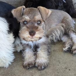 Candy - Liver female Miniature Schnauzer puppy in Paradise, Utah from Highbornschnauzers