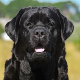 Labrador Retrievers from Raynefall Labradors