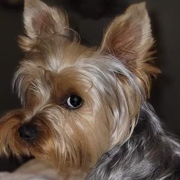 Maggie - Yorkshire Terrier