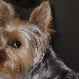 Maggie - Yorkshire Terrier